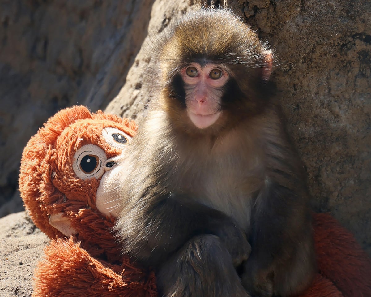 Punch sitting with a stuffed orangutan toy