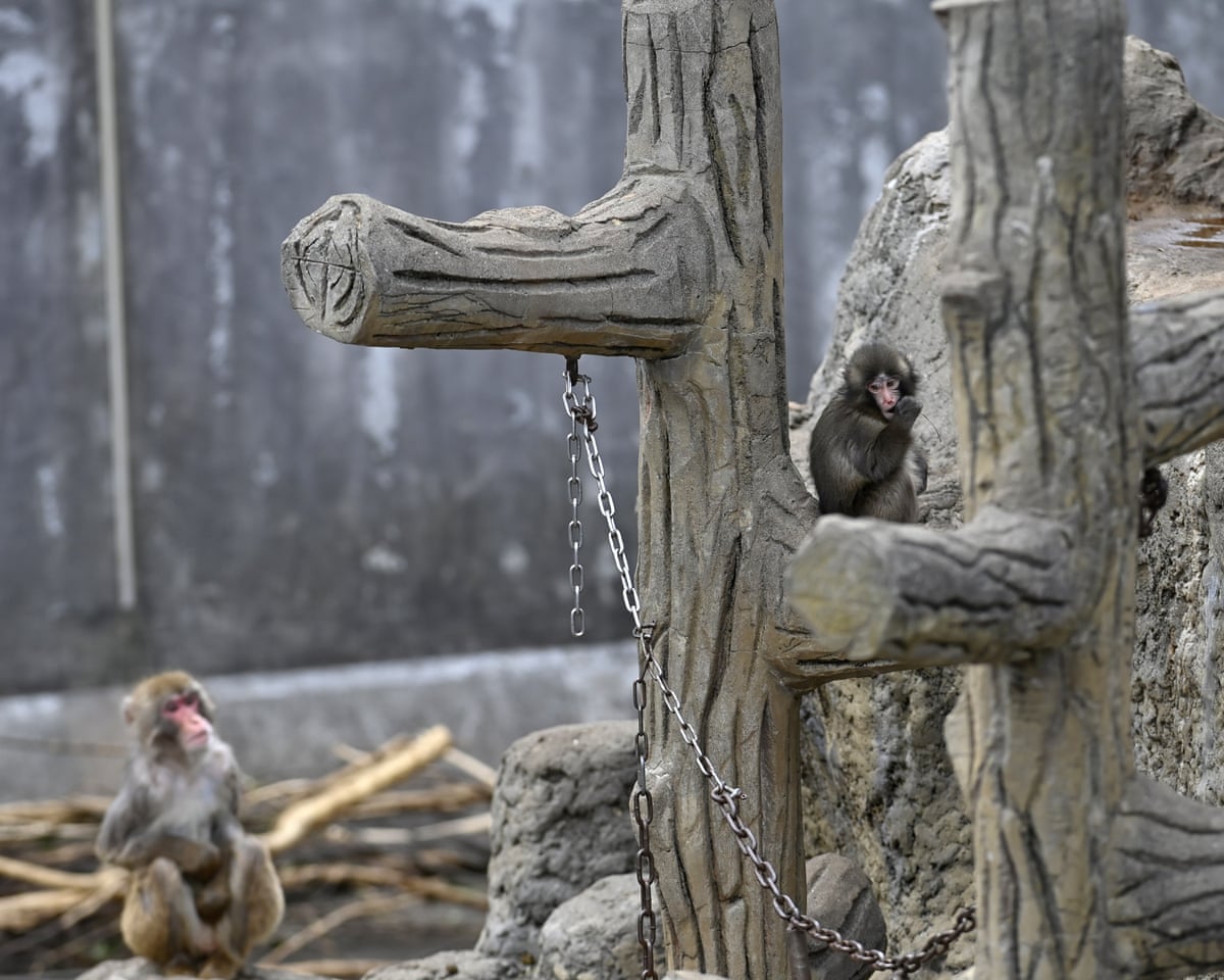 Punch sits alone in a fake tree