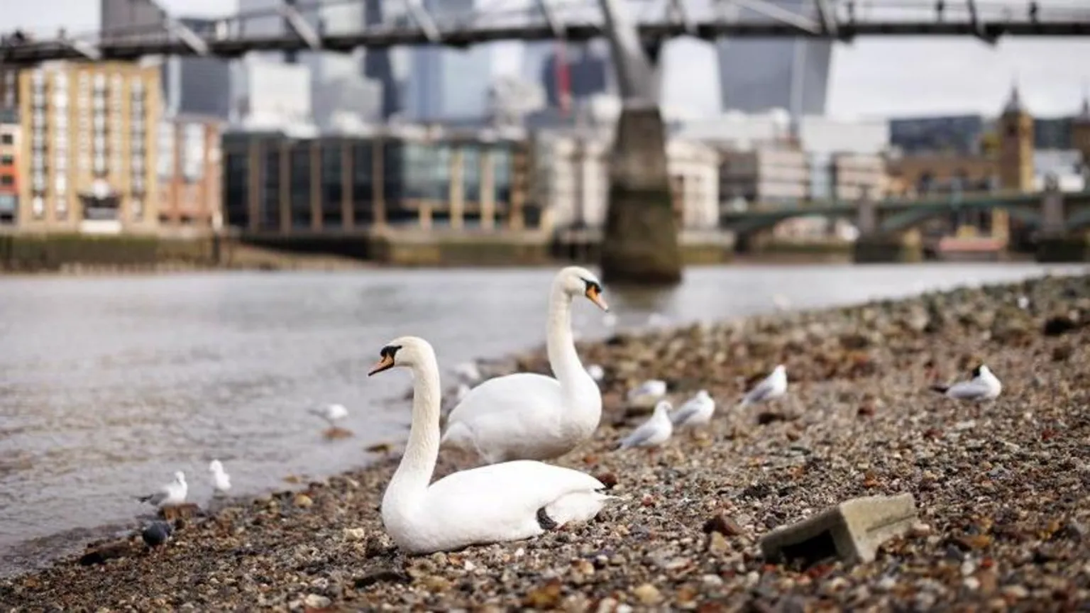 TOLGA AKMEN/EPA/Shutterstock Swans sitting on a pebbled river bank by an area of the River Thames. They are not sick - in the background is a blurry Millennium Bridge and office buildings