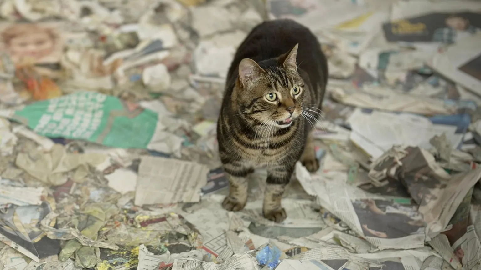 In the centre of the picture is the artist's cat, Pete, a tortoisehell with green eyes looking up. He is standing on a floor covered with old newspapers.