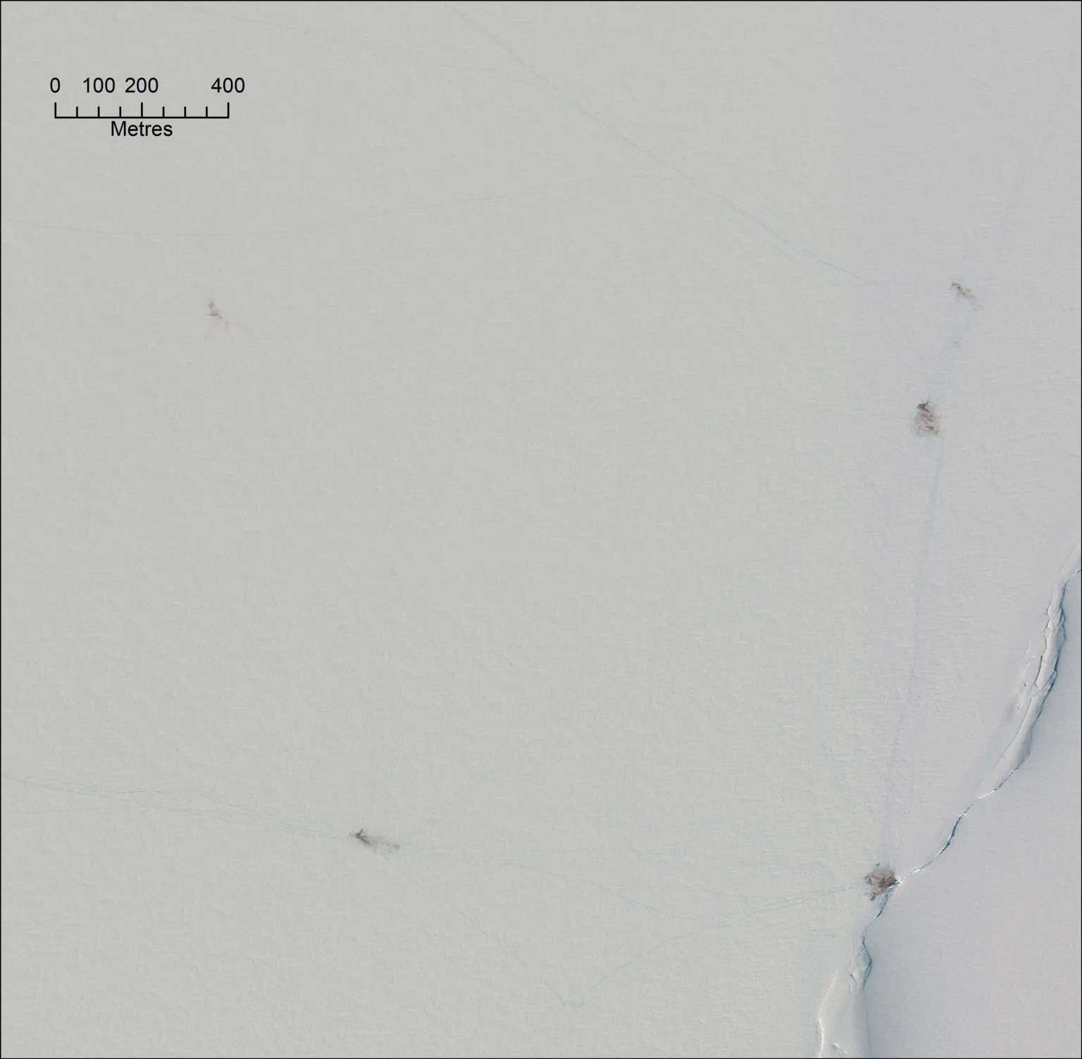 Peter Fretwell A satellite picture of sea ice showing an expanse of white with small smudges of brown