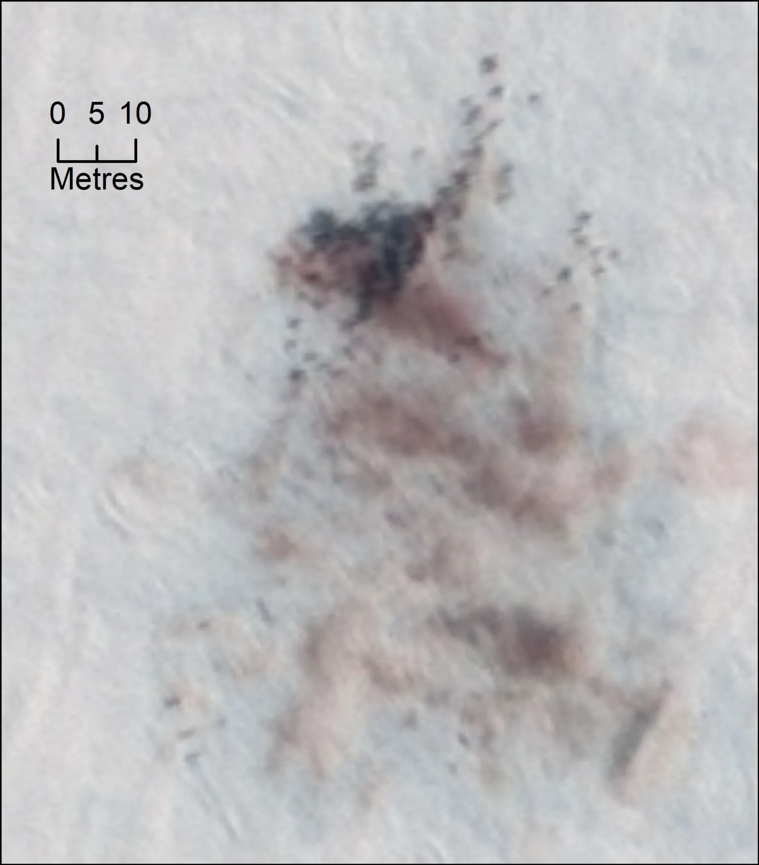 Peter Fretwell Brown and pale brown patches on a white background, indicating brown feathers on top of ice. 