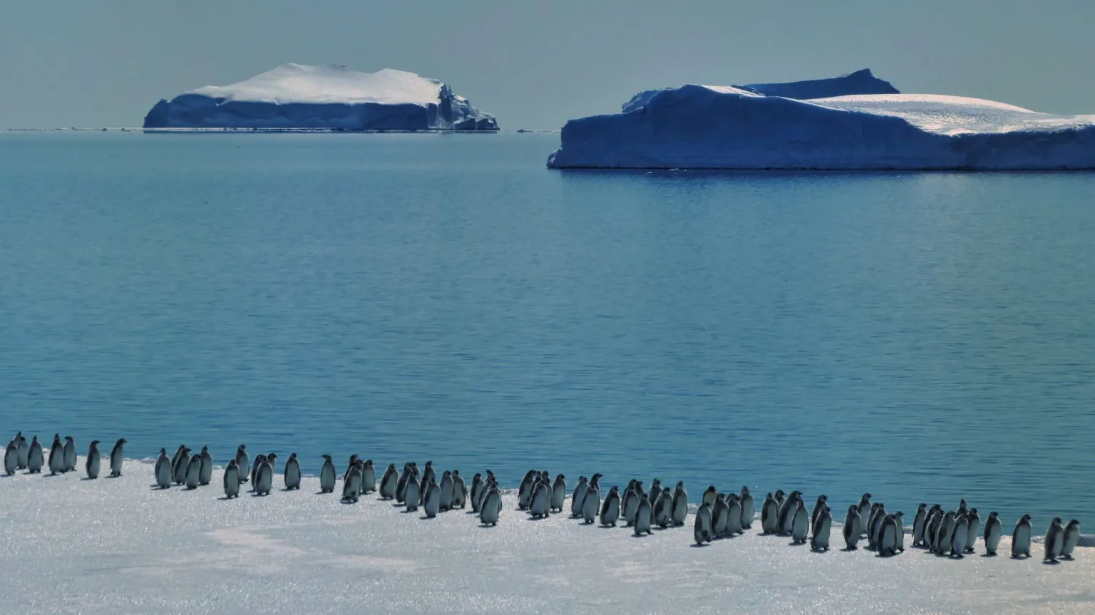  A line of Emperor penguins along a cliff of ice with ocean and two icebergs in the background