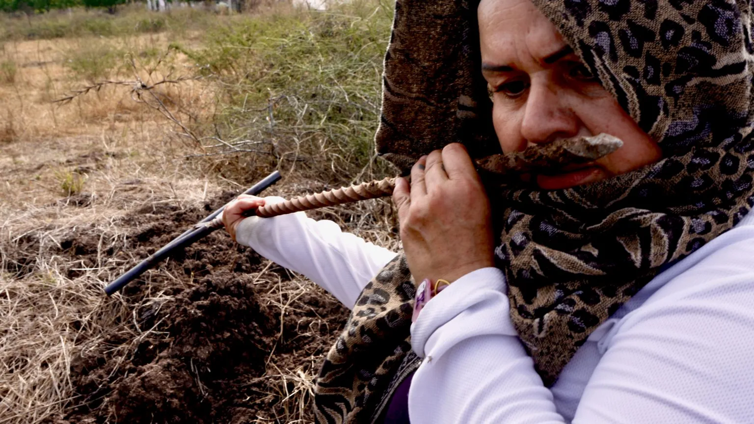 Darren Conway/BBC Reynalda Pulido, wearing a scarf in an animal-print pattern wrapped around her head to shield herself from the sun, smells a metal rod she has just pulled from the ground. 