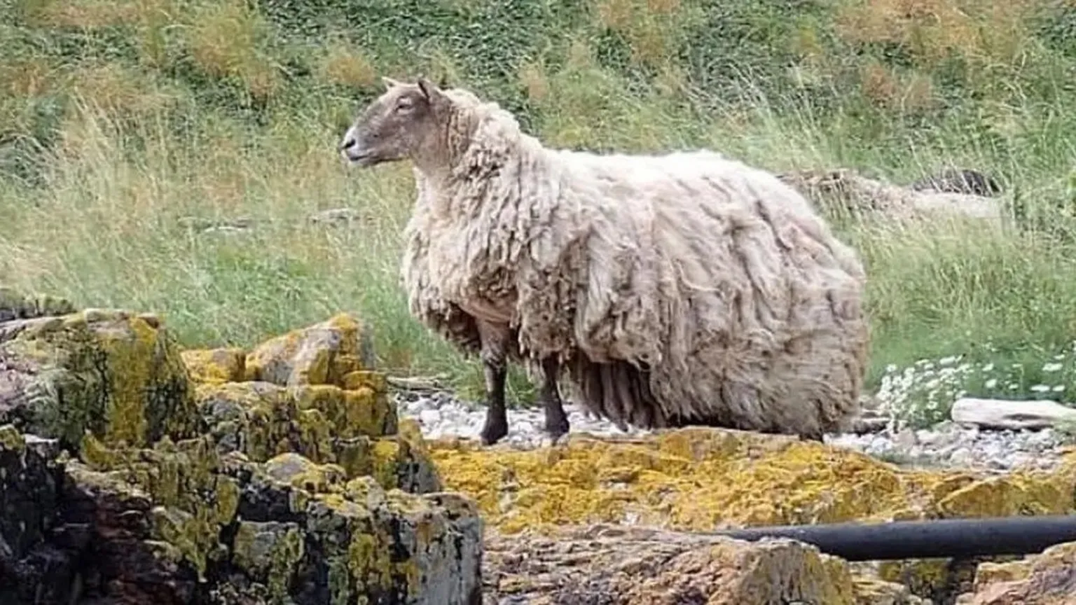 Jill Turner/Peter Jolly Northpix Fiona the sheep stuck at the bottom of a cliff in a long fleece