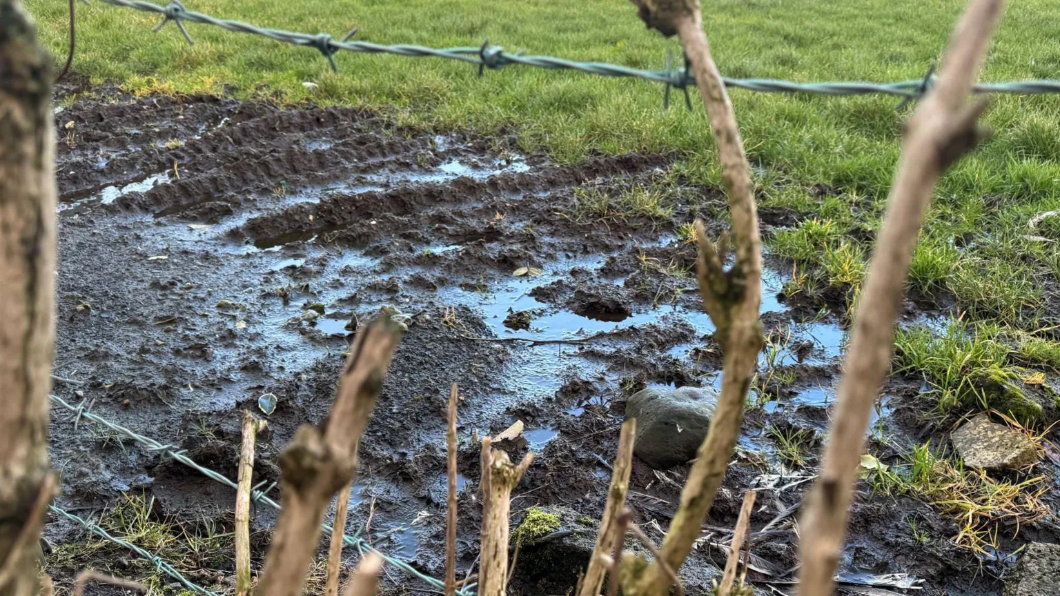 A large pool of water lies on top of a patch of grass.