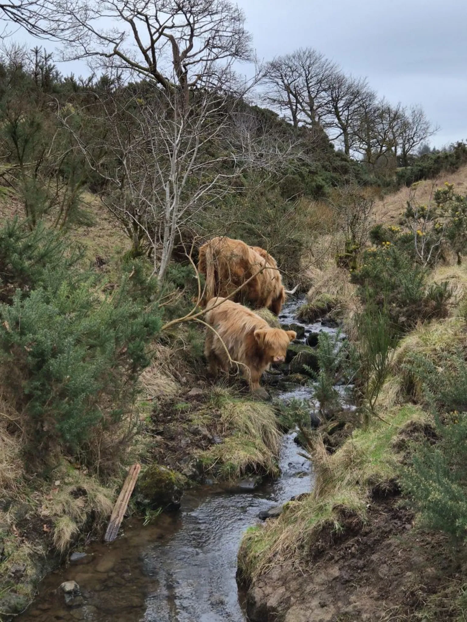 Gerry Quickfall Two highland cows standing on the banks of a burn at Gleniffer Braes. They are surrounded by bushes and trees with no leaves.