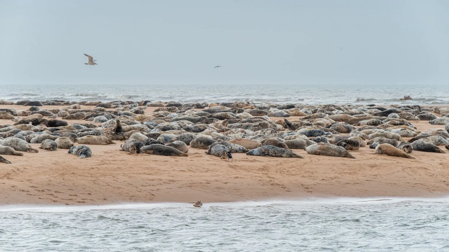Brian Battensby Hundreds of grey seals lying on the beach. The sea is in the background and the foreground and there are seagulls in the sky.