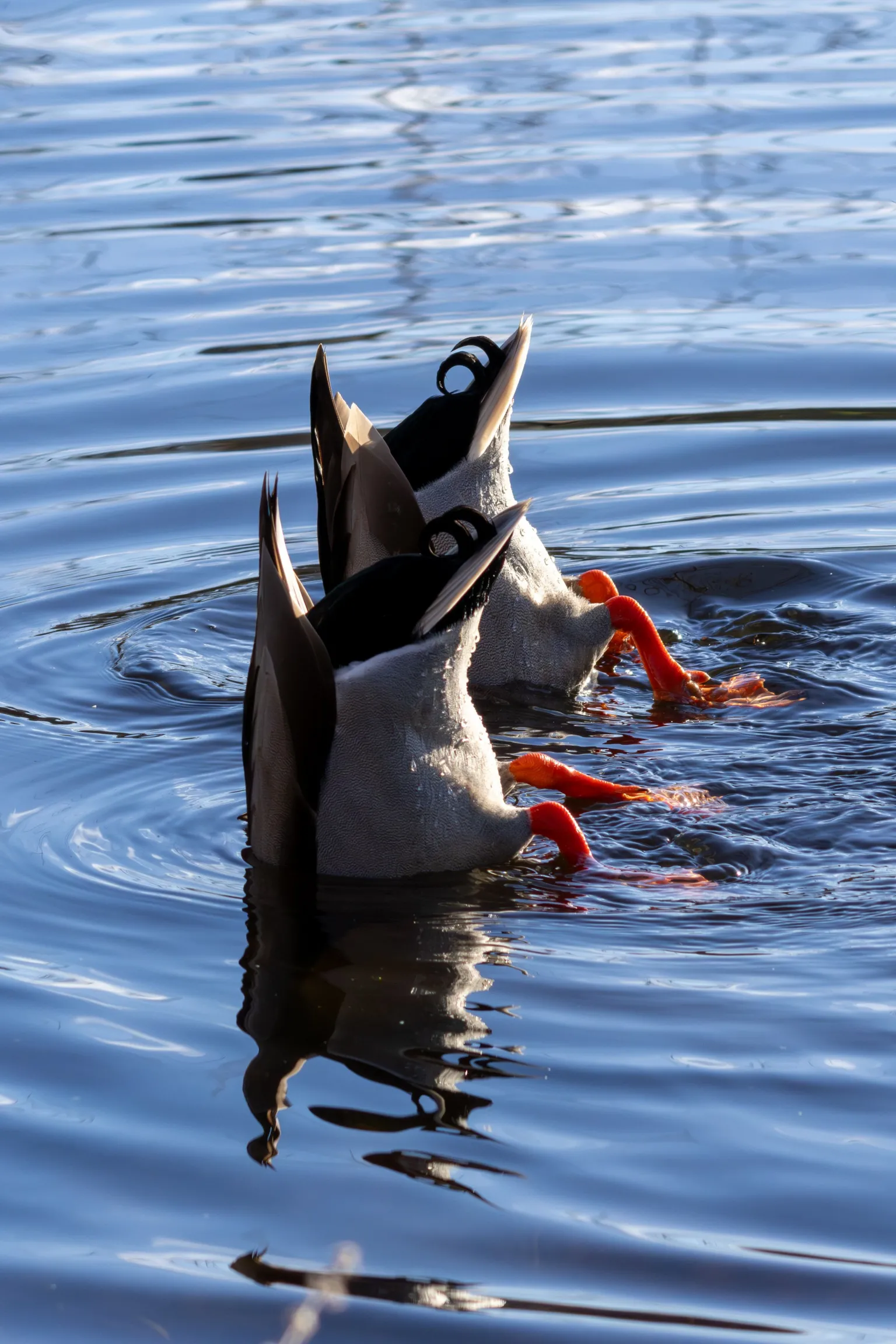 Stephen Montgomery Two ducks upside down in Airthrey Loch at Stirling. They have brown and grey feathers and orange feet.