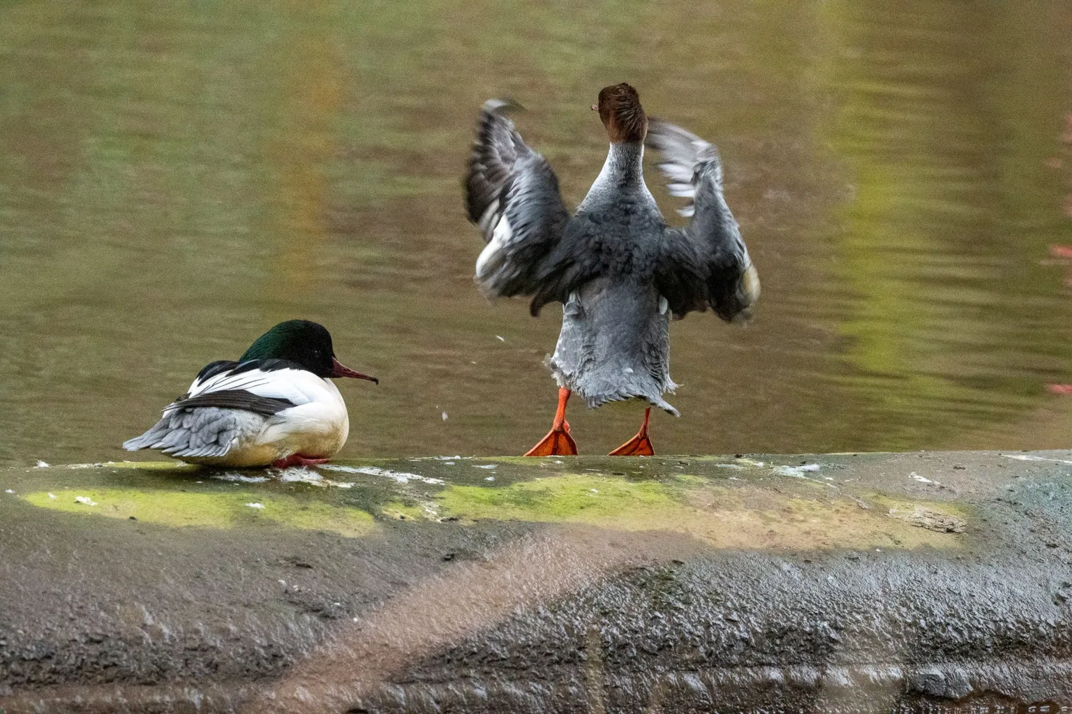 Bill Wright Two goosanders next to a river - one is seated, the other is standing up and flapping its wings in the air, as if it is gesticulating about something. 