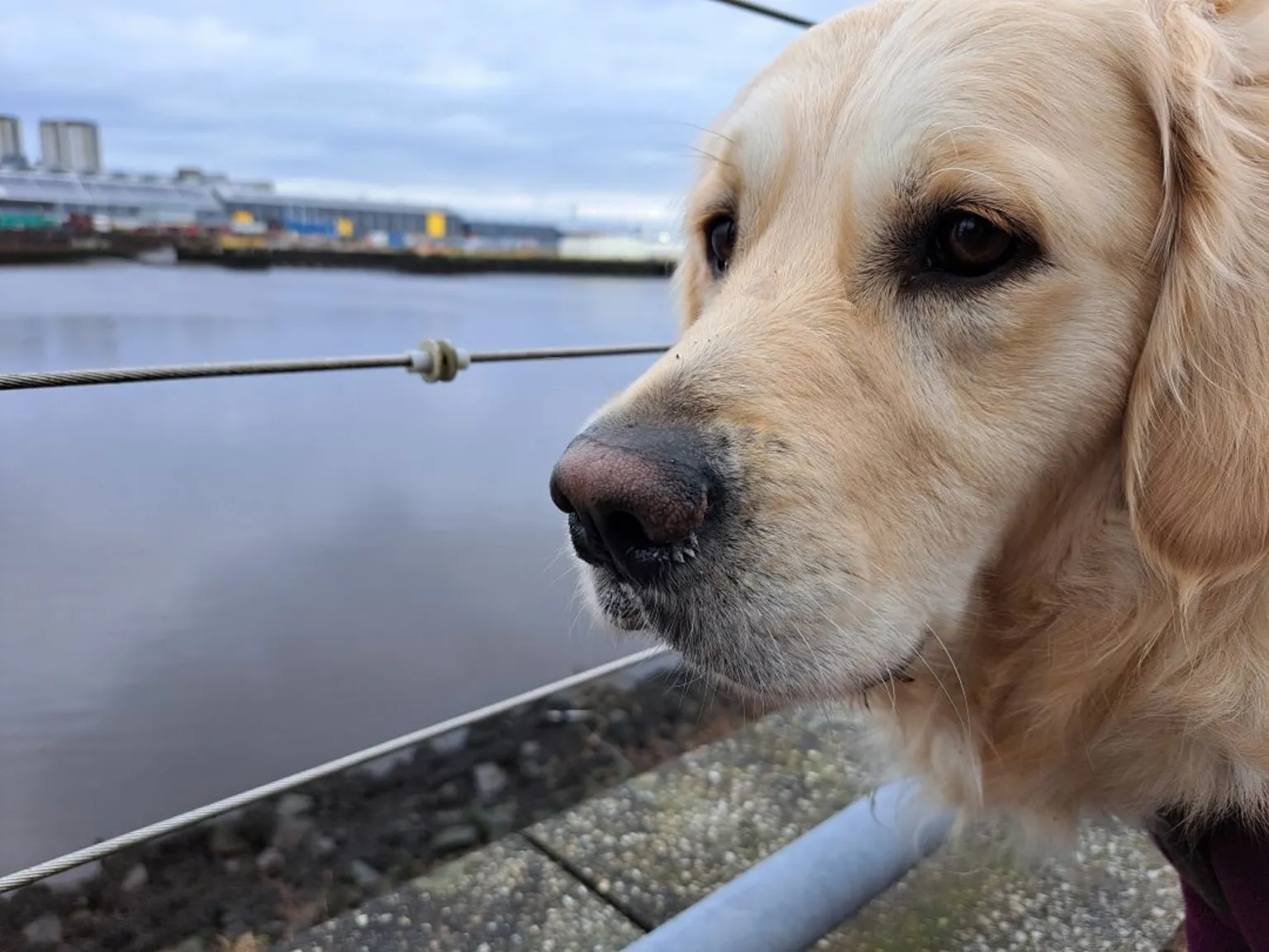 Gail Steel A close-up of a golden retriever that is standing on the banks of the River Clyde in Renfrewshire. The water is still. 