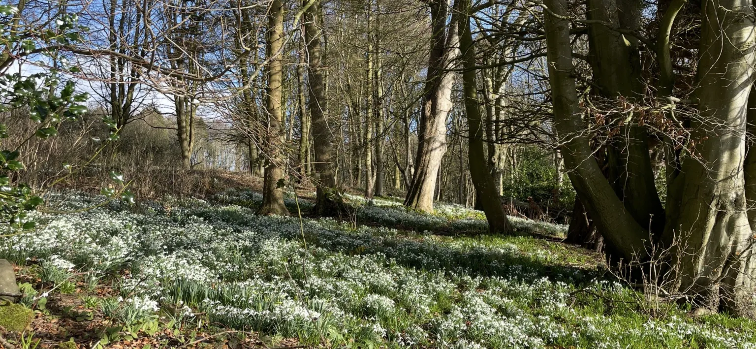 Fiona Nairn A woodland covered with snowdrops on the ground. Blue sky can be seen through the trees.