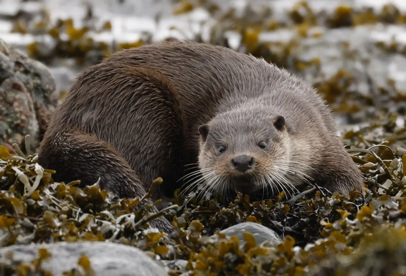 Paul Shaw A brown otter facing towards the camera standing on a bed of brown/green seaweed. It has small ears, beady black eyes and whiskers.