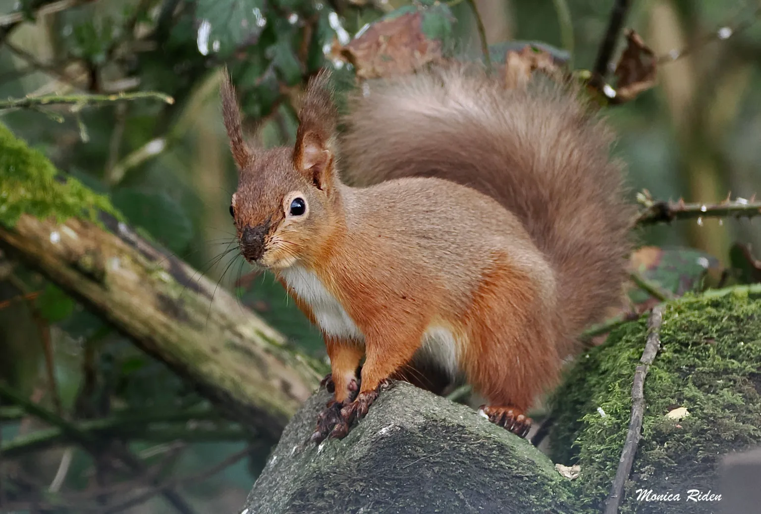 Monica Riden A red squirrel perched on a rock in a woodland area. It has mud on its nose and paws. There are green moss-covered trees in the background.