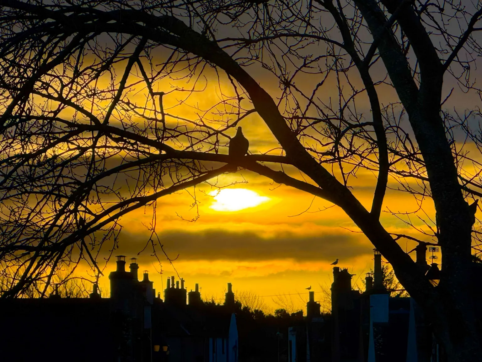Elena Reid Sunrise in Nairn. There is a tree in the foreground with a pigeon sitting in the centre on one of the branches. Chimneys line the background and the sky is orange.