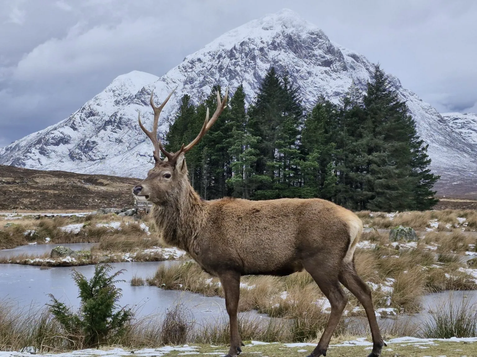 Gordon Pearson A large stag with brown fur and big antlers standing in front of a snow-covered mountain and green pine trees. There is snow on the grass in the foreground.