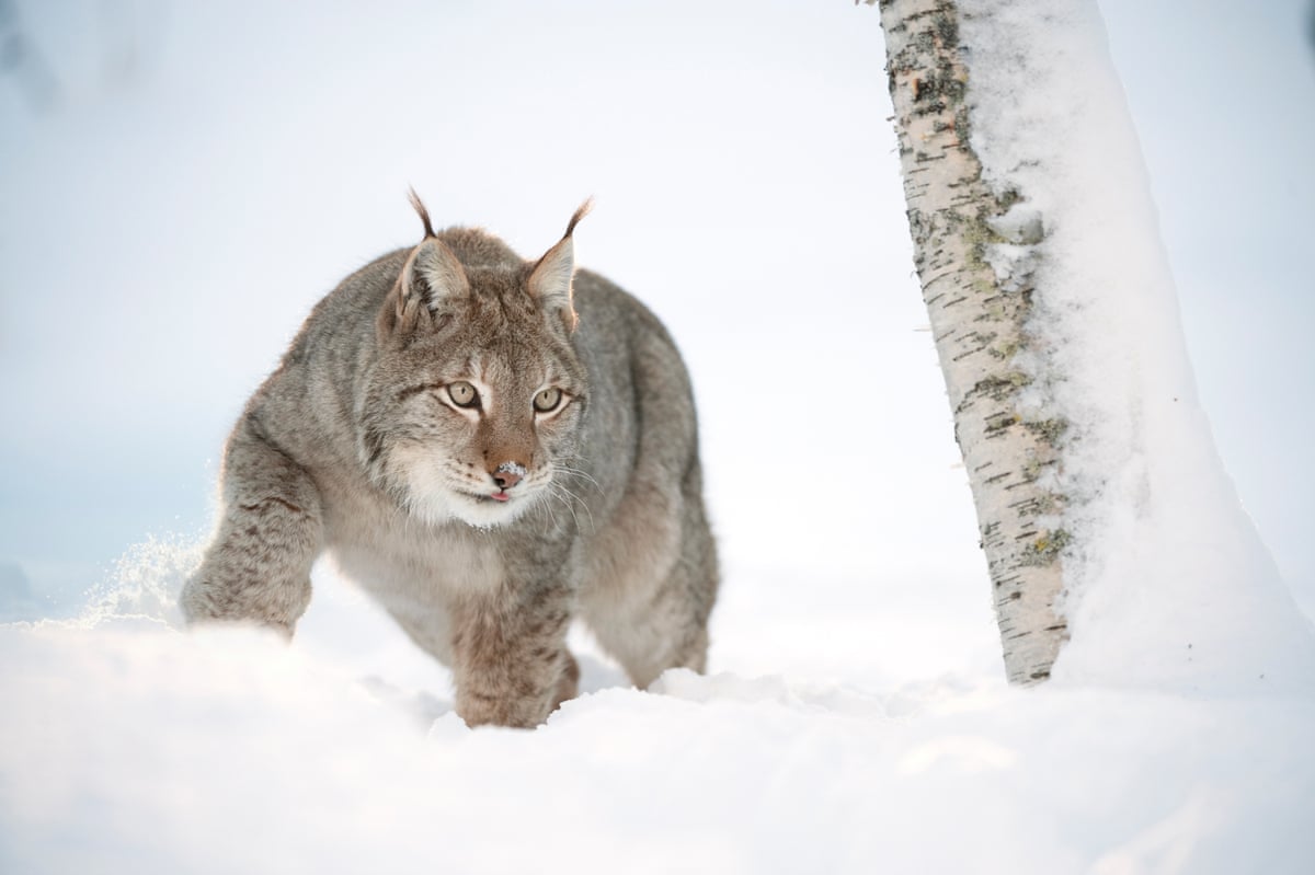 A lynx in the snow