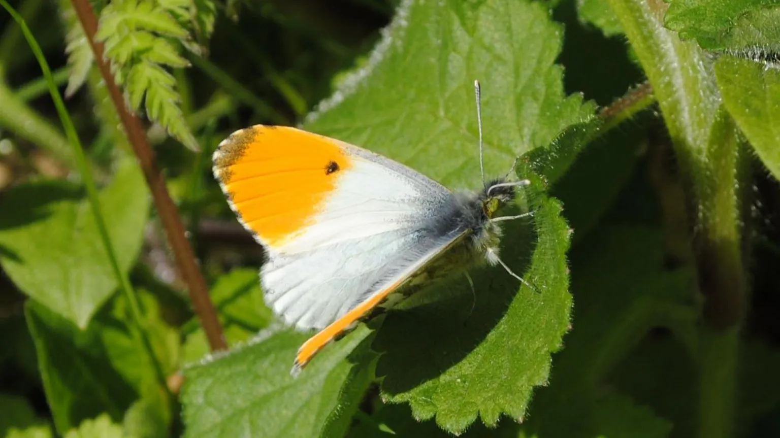 Amy Lewis An orange-tip butterfly on a small green leaf. It has white winds with yellow tips at the top. 