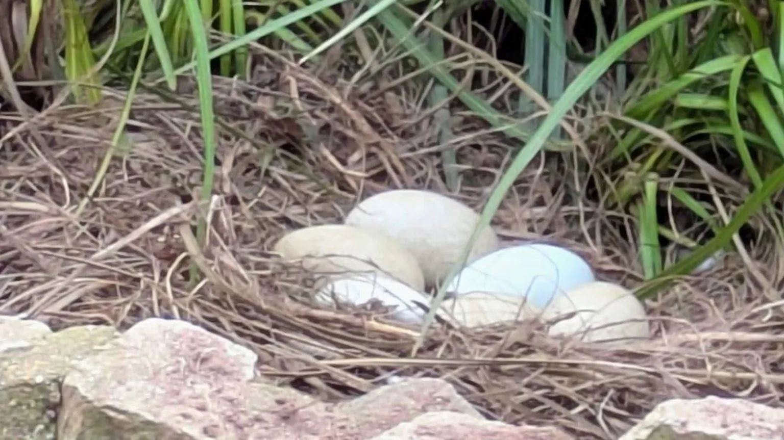 Lorraine Large white eggs in a brown nest. 