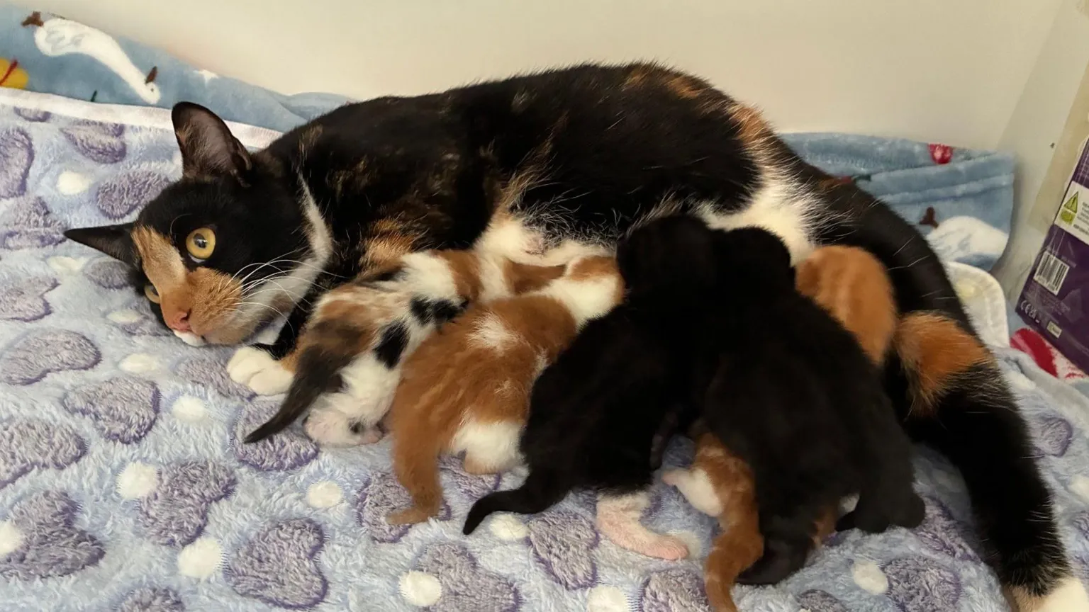 Cathy Killick/BBC A black, white and ginger adult cat with five kittens feeding from her. They are all lying on a blue and purple blanket.