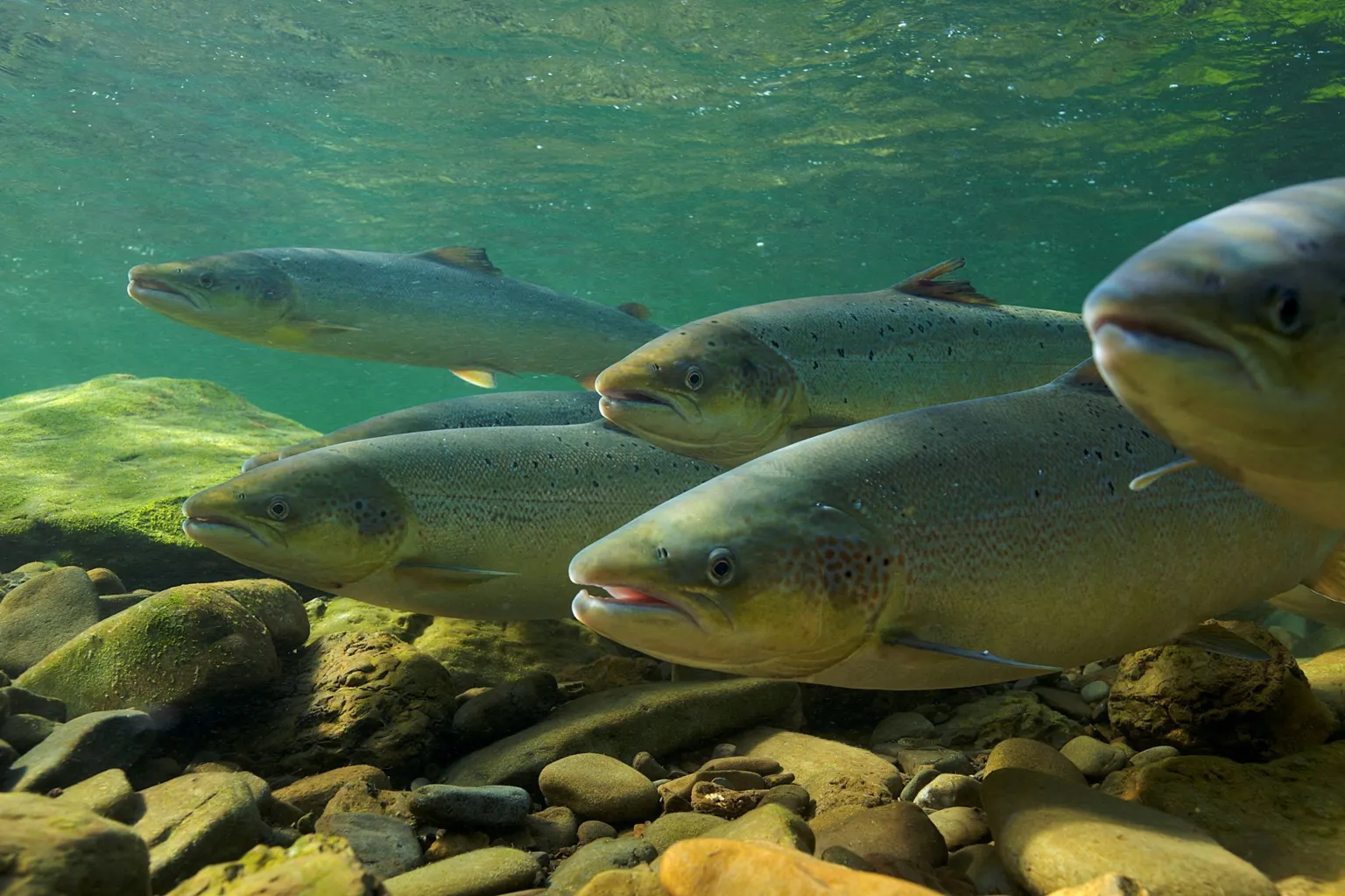  Five salmon resting in a river