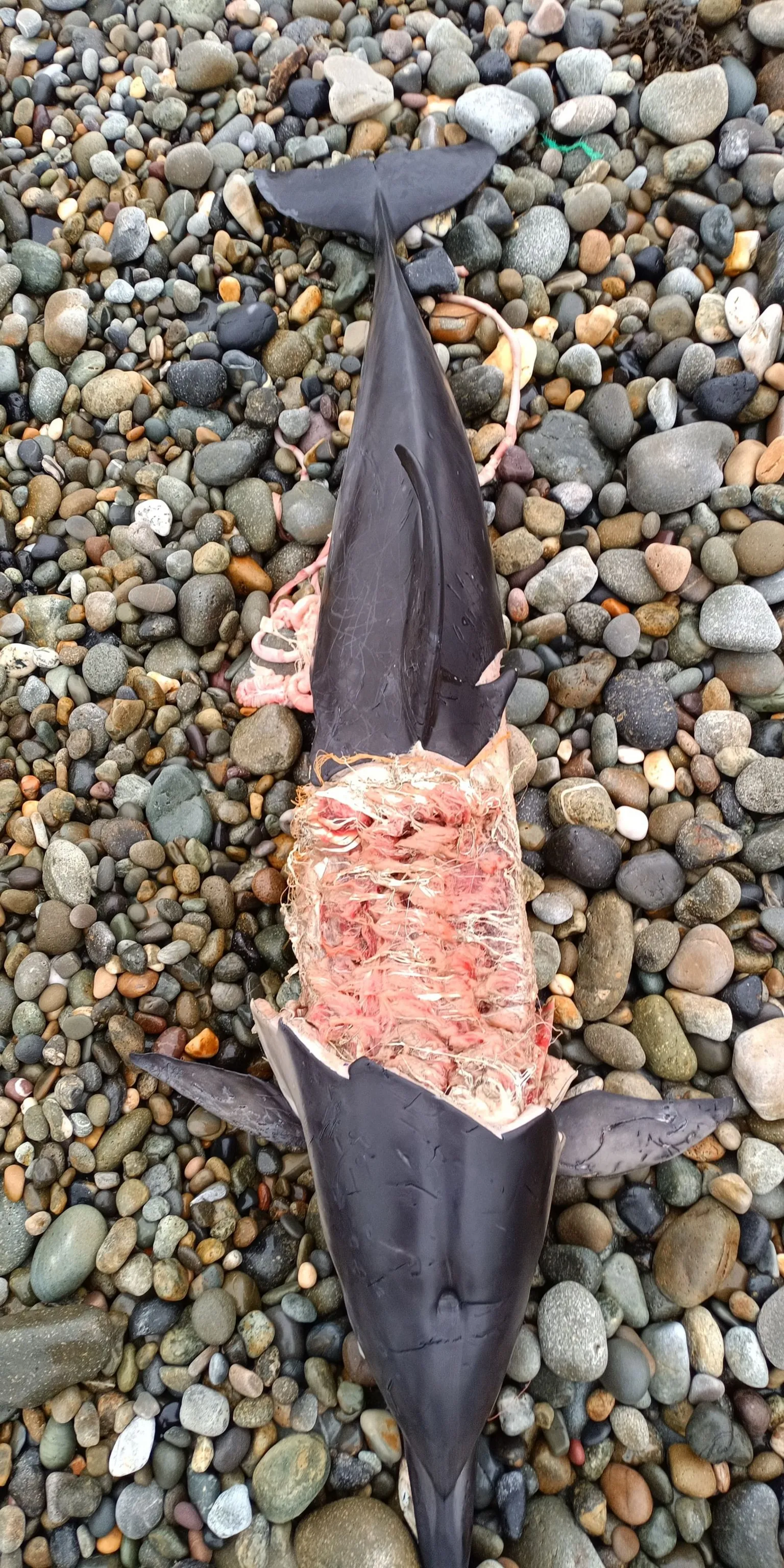Marine Environmental Monitoring A stranded dolphin lies on a pebble beach with severe injuries to its midsection, exposing internal tissue and blubber.