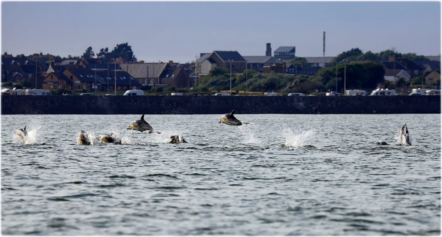 Stephen Jones A pod of short-beaked common dolphins leap out of the water near Porthcawl harbour, with buildings visible along the shoreline in the background.