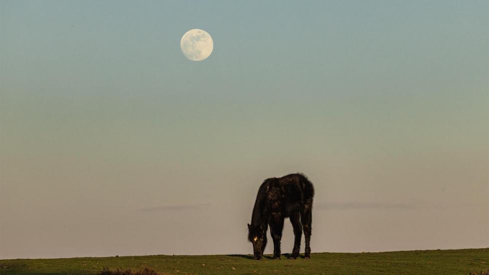 image of a horse grazing on grass with a bright full moon rising behind