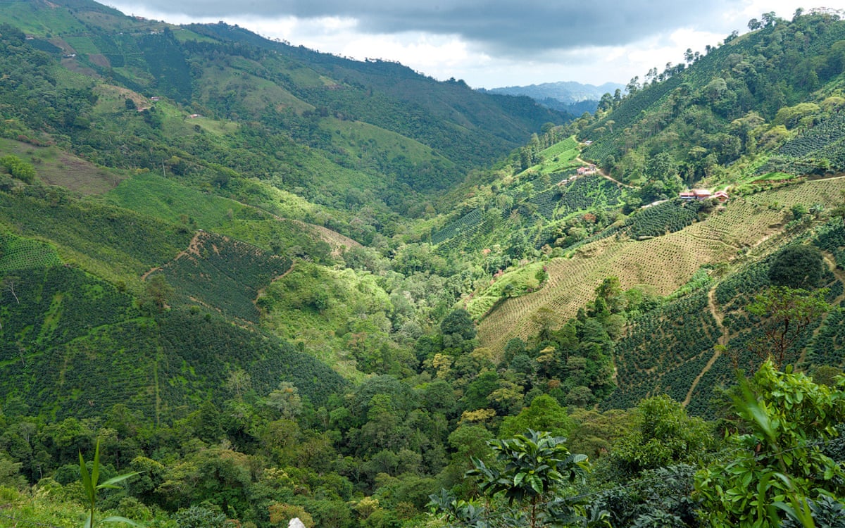 Coffee growing on the steep sides of a valley in Tolima, Colombia.