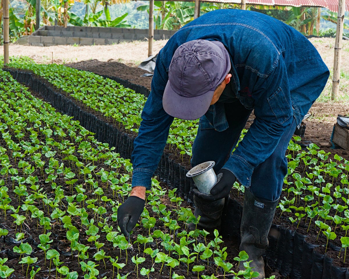 A worker tending to young coffee plants at Colombia’s growers federation.