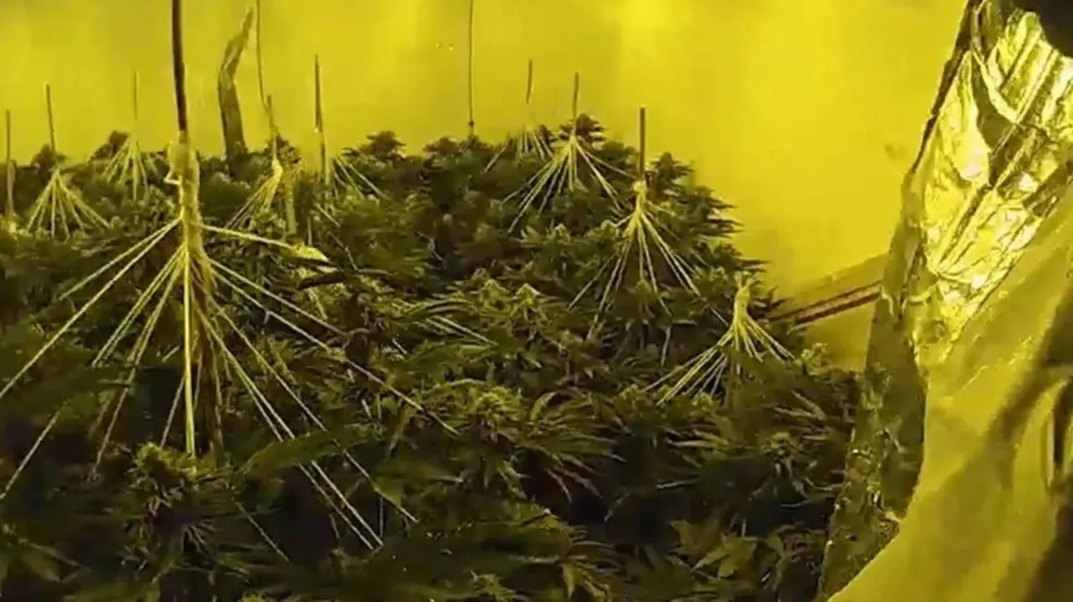 NWROCU Cannabis plants seized by police