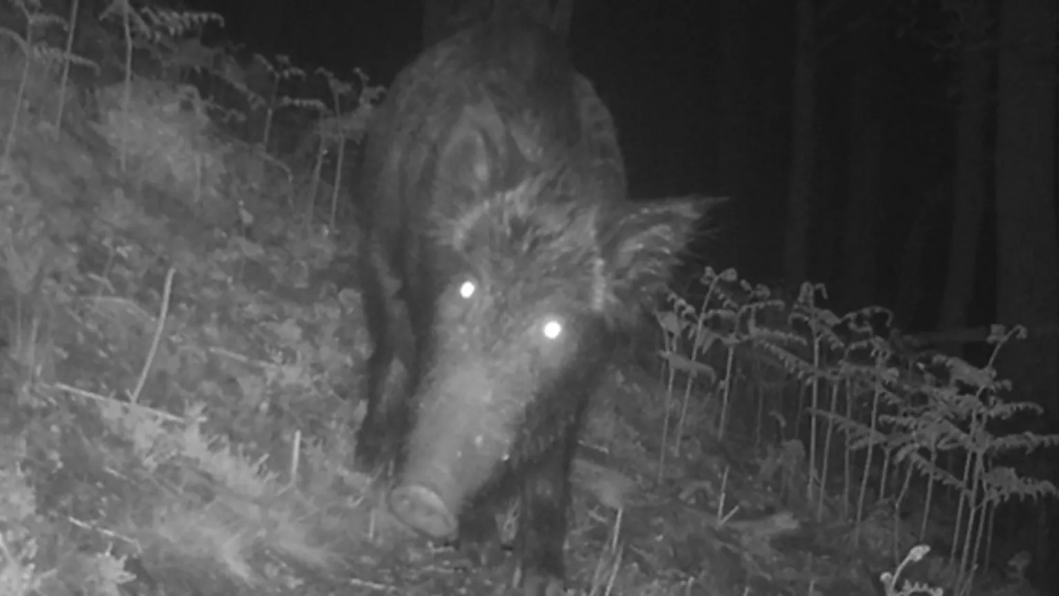 The James Hutton Institute Black and white image of a wild boar caught on a trail cam at Bunloit Estate, near Drumnadrochit in the Highlands in 2022.