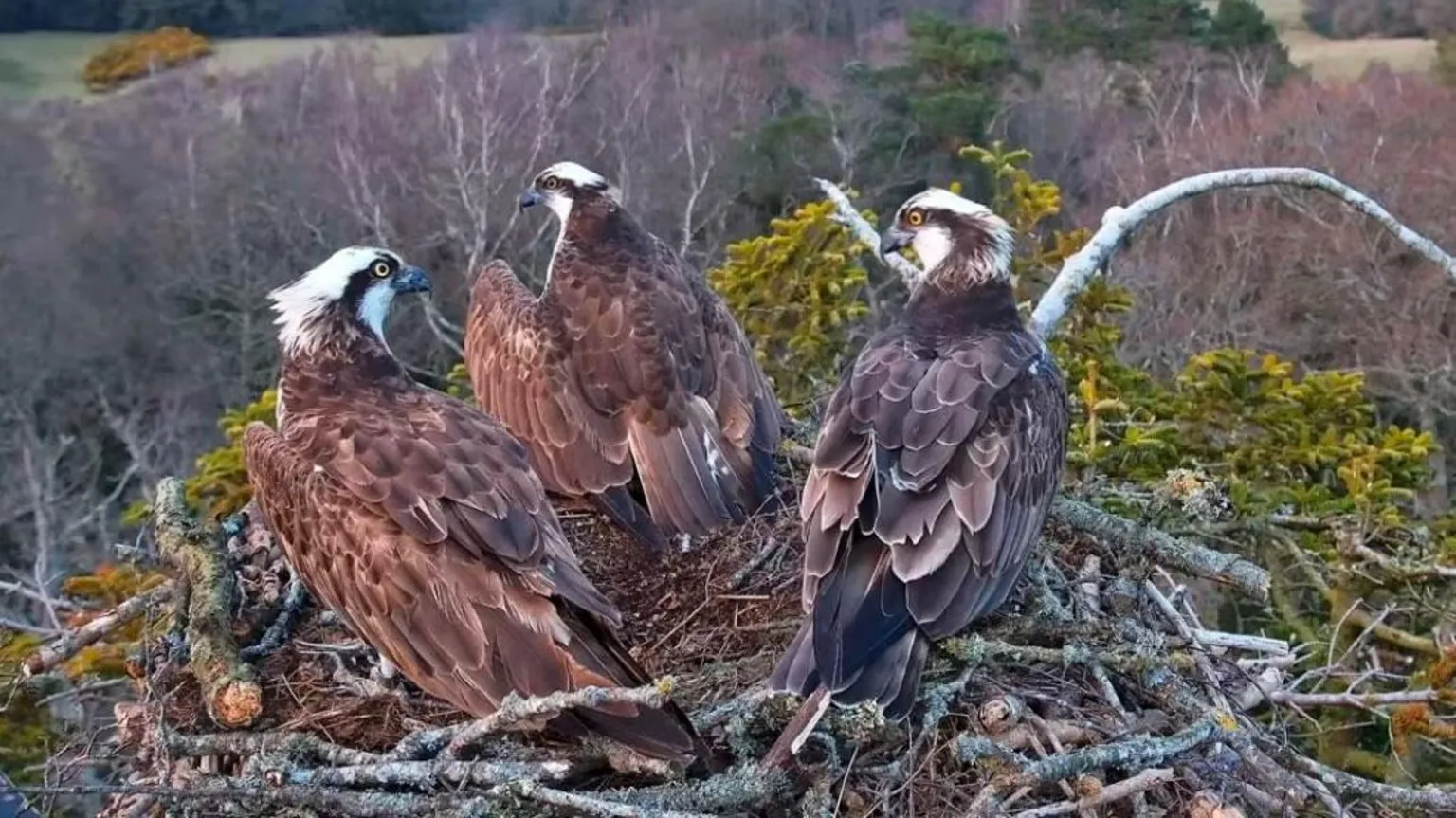 Birds of Poole Harbour Three brown and white ospreys perched on a nest overlooking other trees.