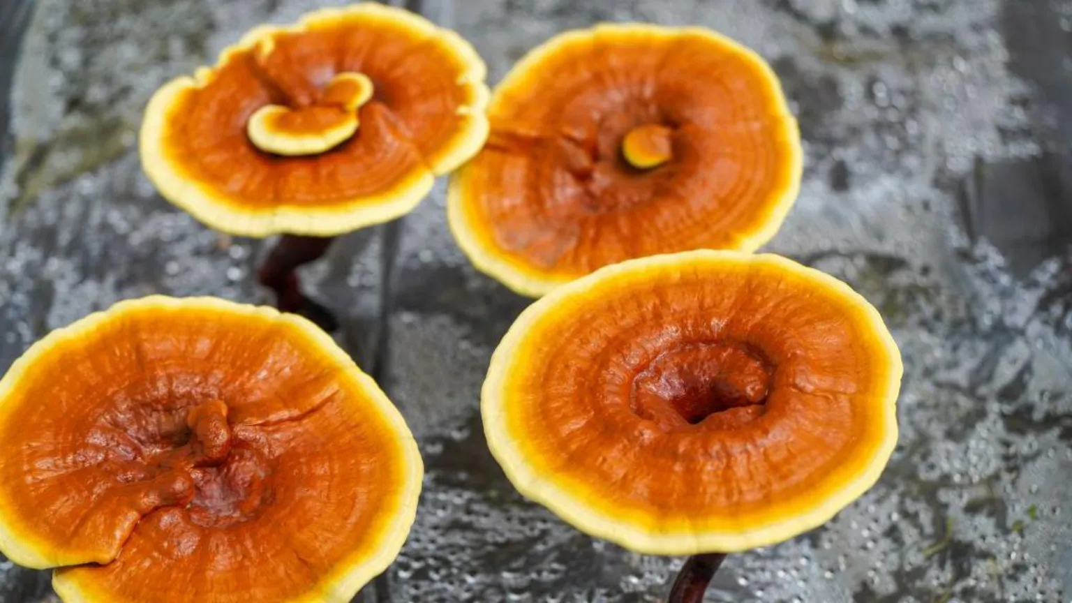  Four reishi mushrooms. They are large, flat and circular. Predominantly brown in colour, they also have a yellow ring around the outside. 