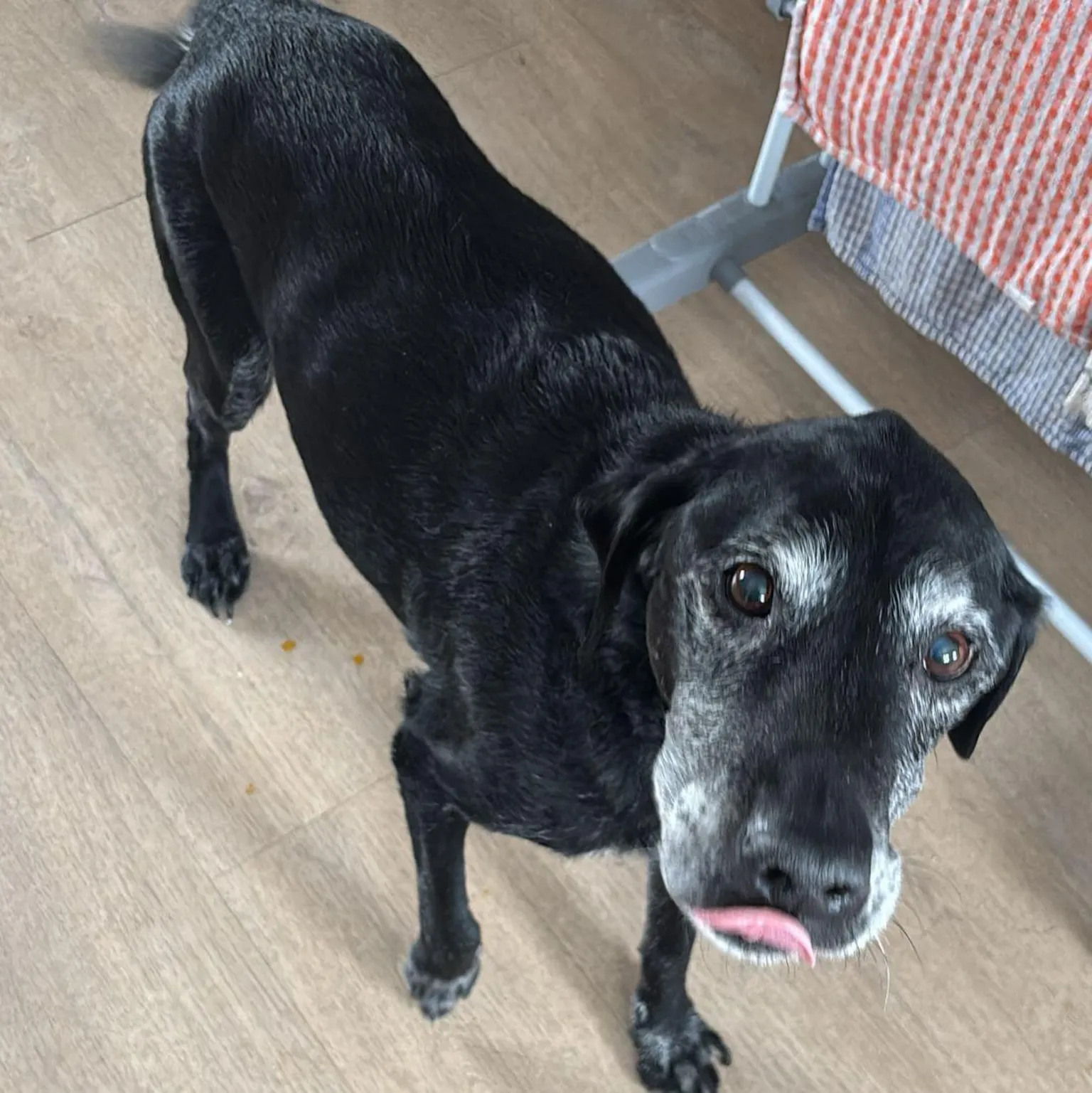 Iona Grant Diesel is an elderly black labrador. He is walking on a laminated floor and looking up while licking his nose. His face has white markings.