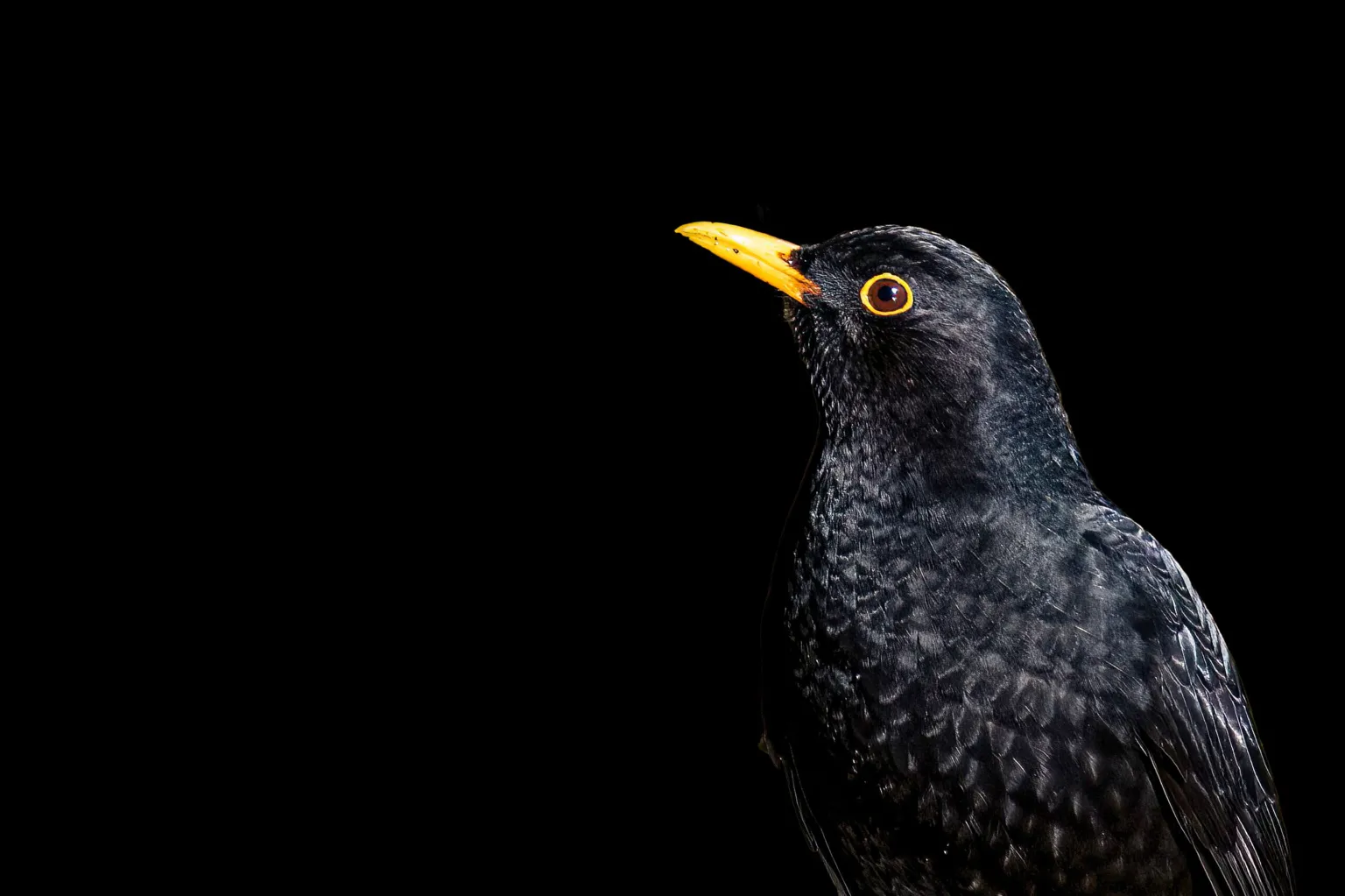 Jacki Gordon A dark-plumed bird is captured in profile, its yellow beak and eye ring glowing vividly against an entirely black background.