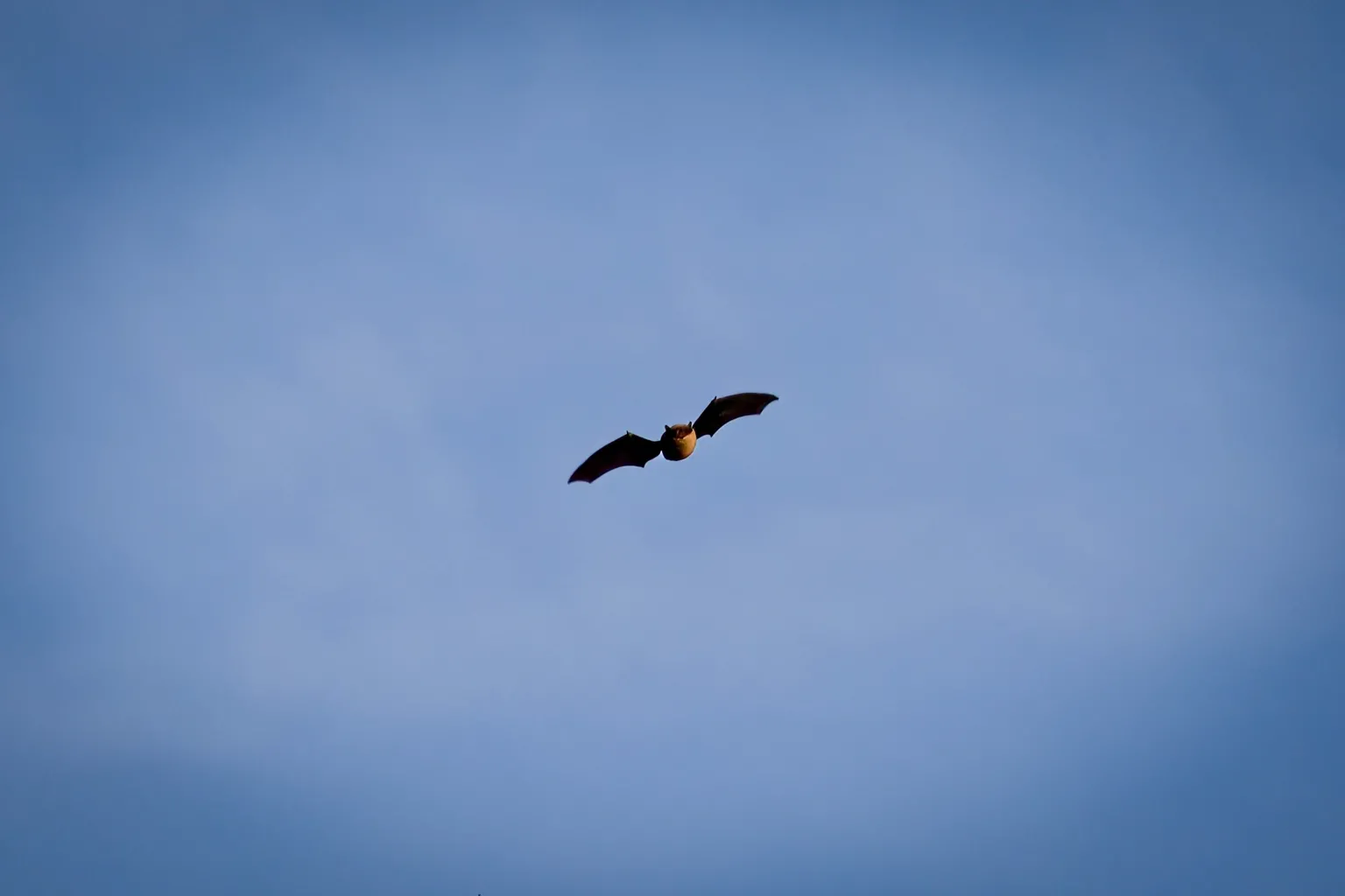 Chris Hutchison A solitary bat is captured mid‑flight with wings spread wide against a clear blue sky.