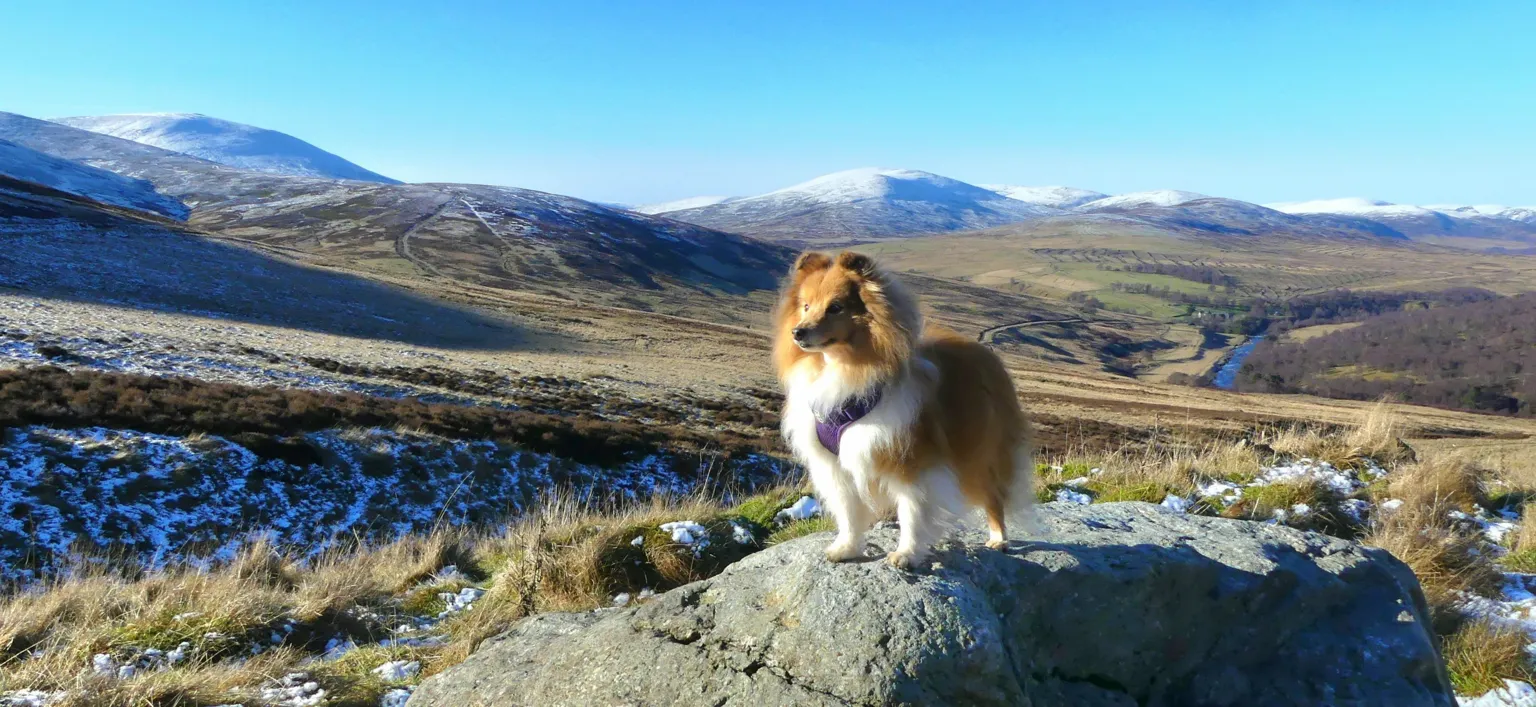 Linda Bolt A long-haired dog wearing a harness stands on a big rock above a broad valley, with scattered snow on the ground and mountain peaks stretching into the distance under a bright blue sky.