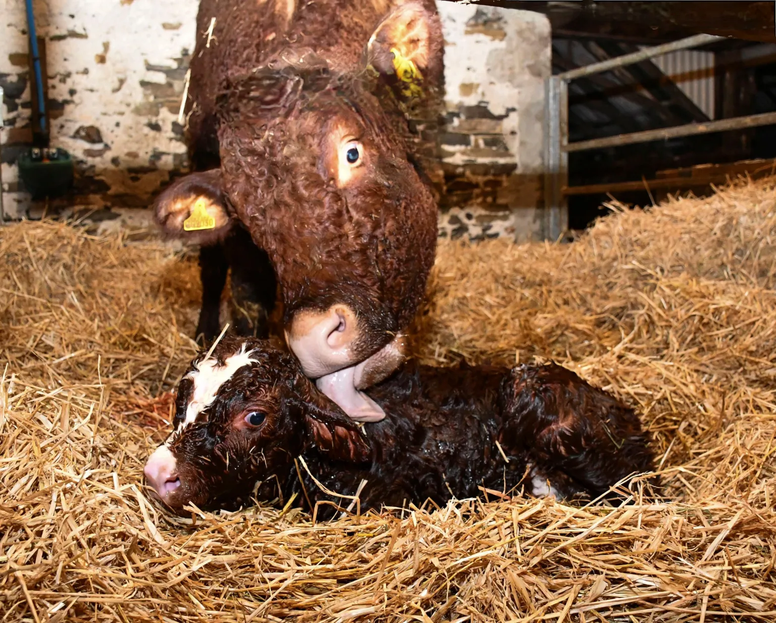 Nigel Heath A cow stands over a just-born calf, gently licking its head. The calf lies on thick straw bedding, still wet and curled up, with barn walls and equipment visible in the background.