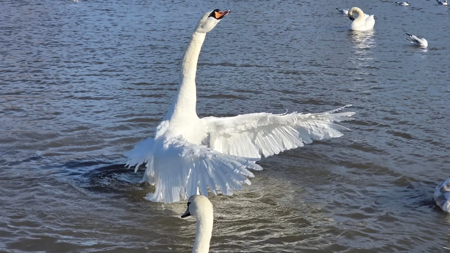 Karyn Don A white swan rises from the water with wings fully outstretched, surrounded by other swans swimming on a sunlit lake.
