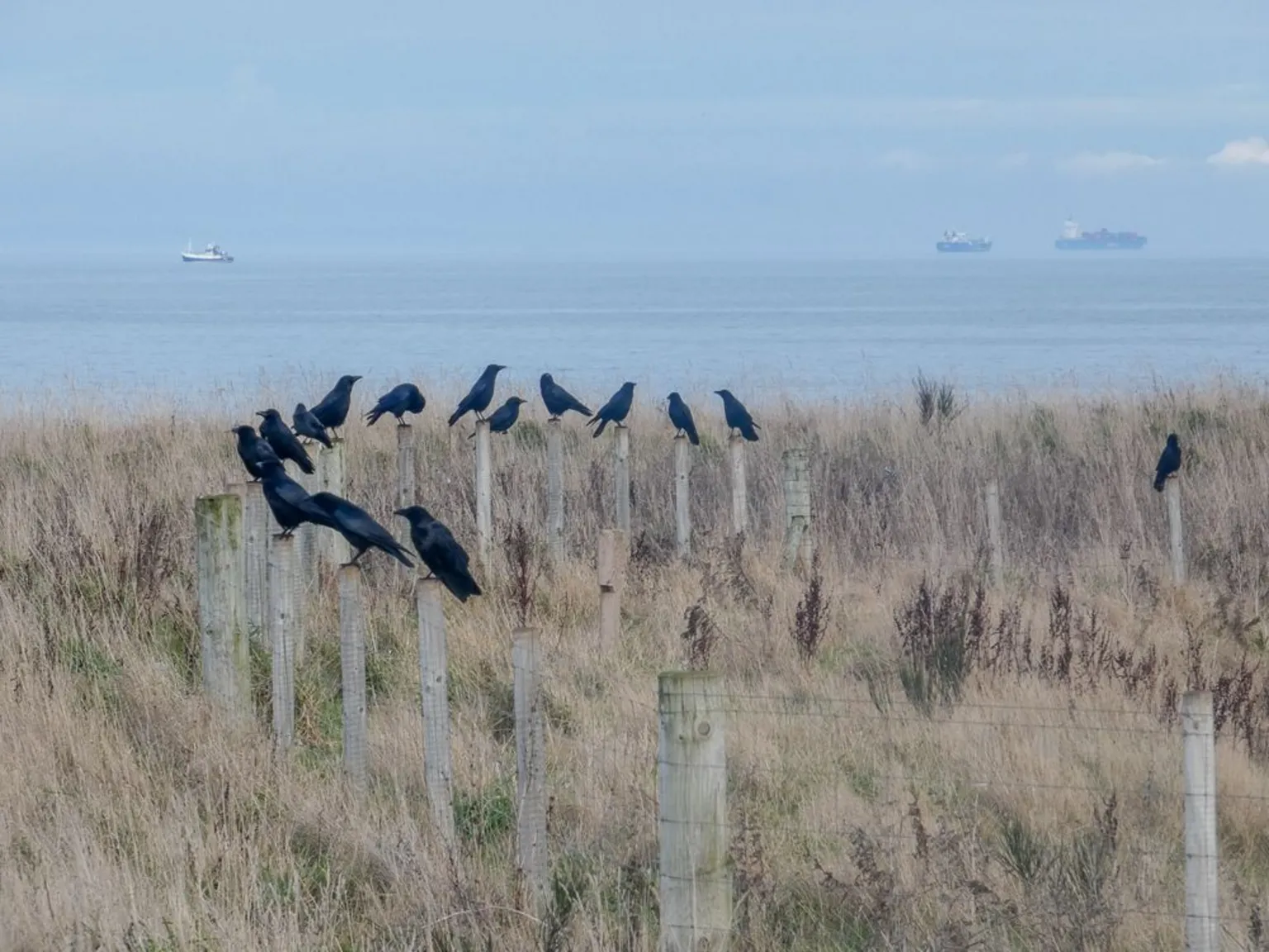 Emma Legge Dozens of black birds perch on a line of wooden fence posts in a grassy coastal field, with the sea and several distant ships visible on the horizon.