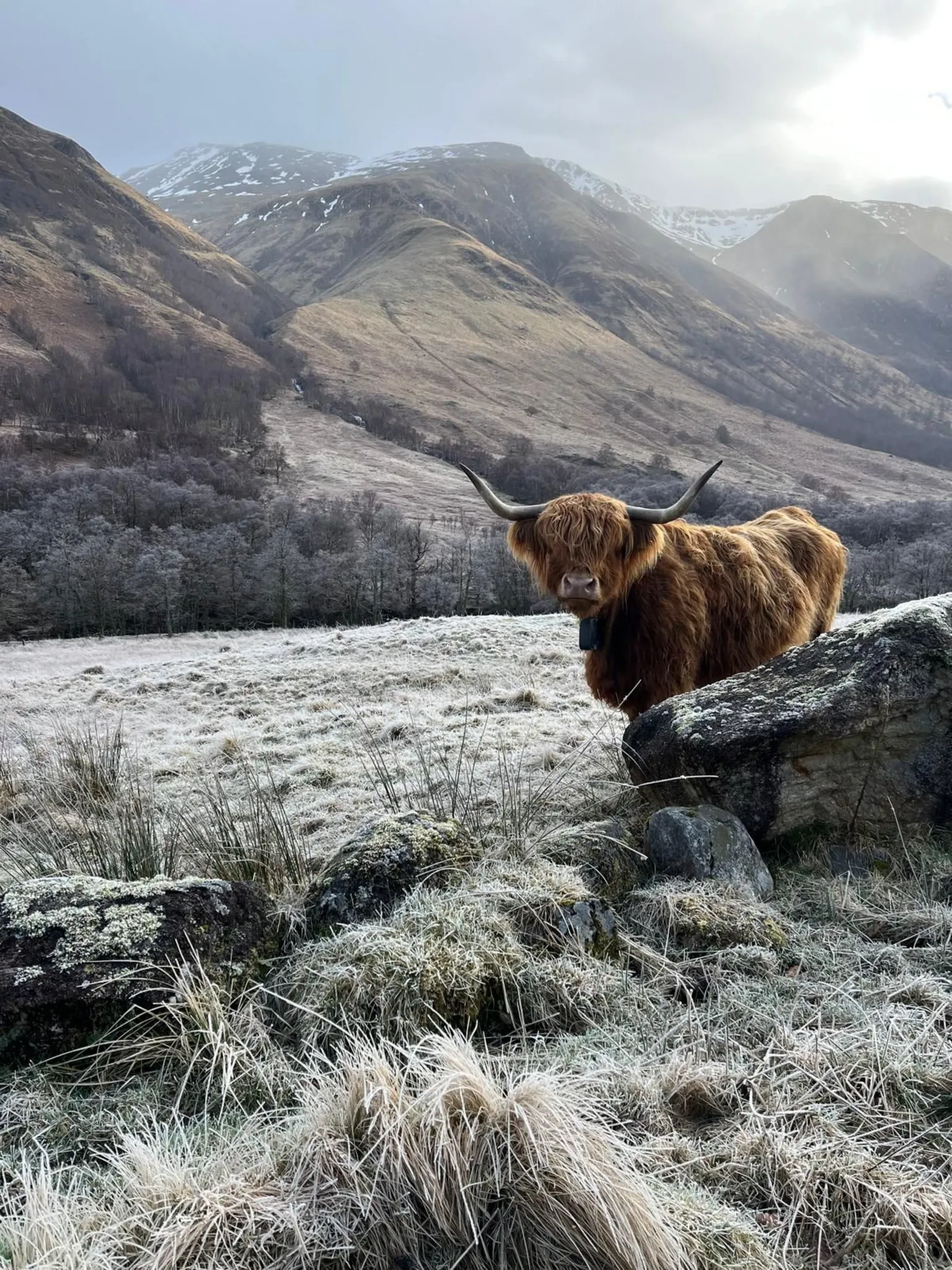 Lynn Clydesdale A shaggy highland cow with long curved horns stands beside large rocks in a frosty field, with tall hills rising behind it under a cloudy sky.