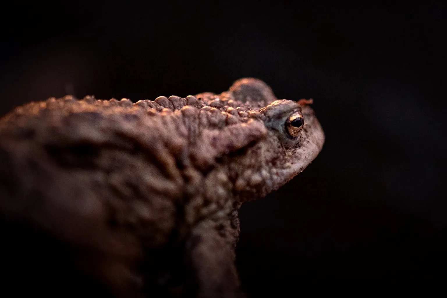 Glenys Norquay A close, detailed view of a toad with textured, bumpy skin. The toad is lit from the side, creating warm highlights against a dark background.