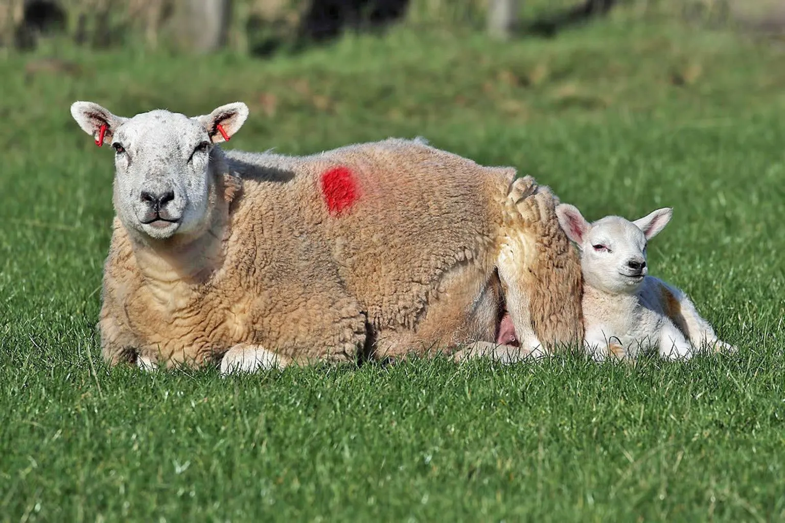 Walter Baxter A sheep lying on green grass with a small lamb curled up closely beside it. The sheep has a red marking on its wool. The background shows more grassy pasture in bright daylight.