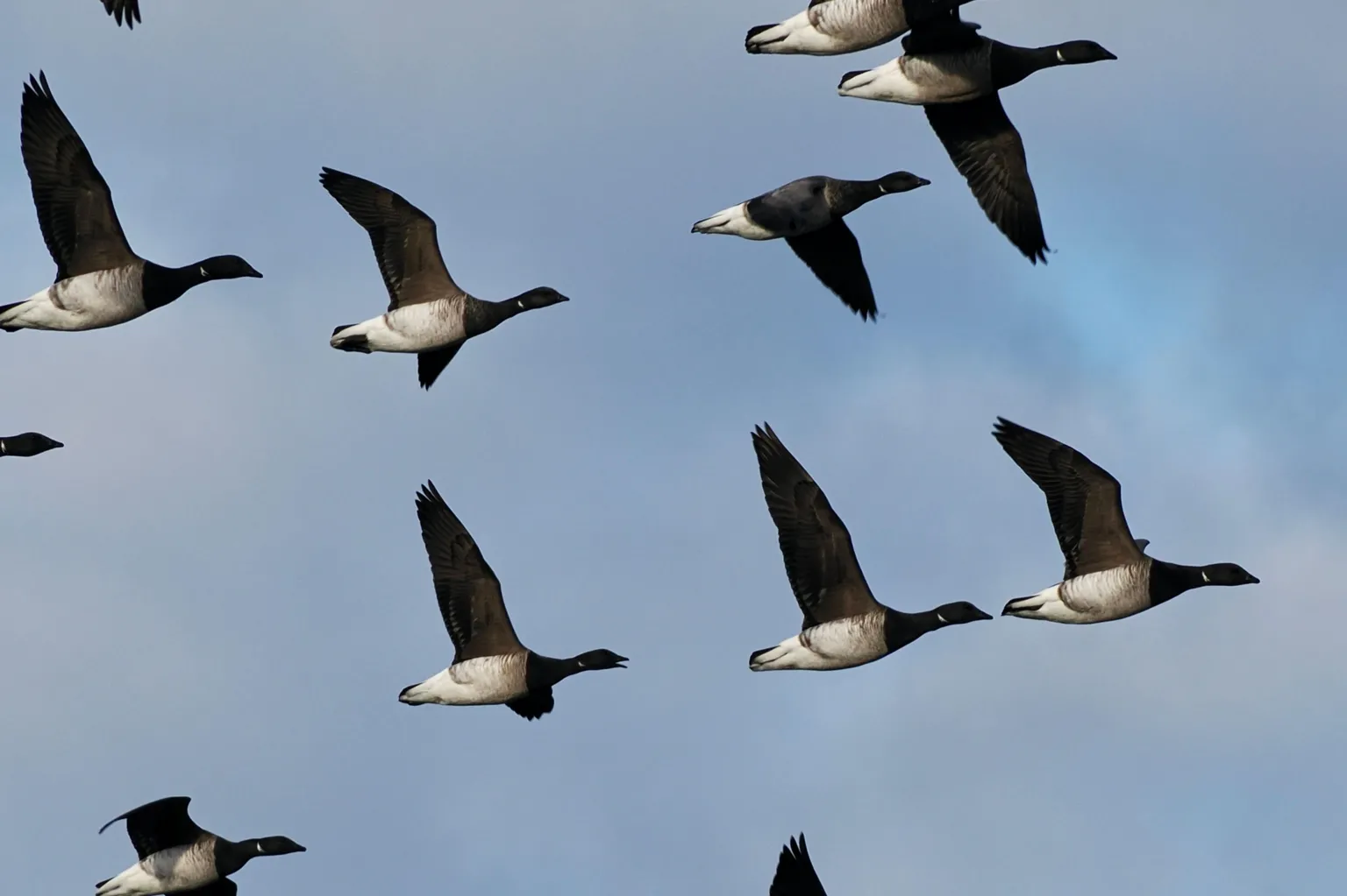 Monica Riden A flock of dark‑feathered geese flying across the sky in a loose formation. The birds have outstretched wings and are set against a backdrop of soft clouds.