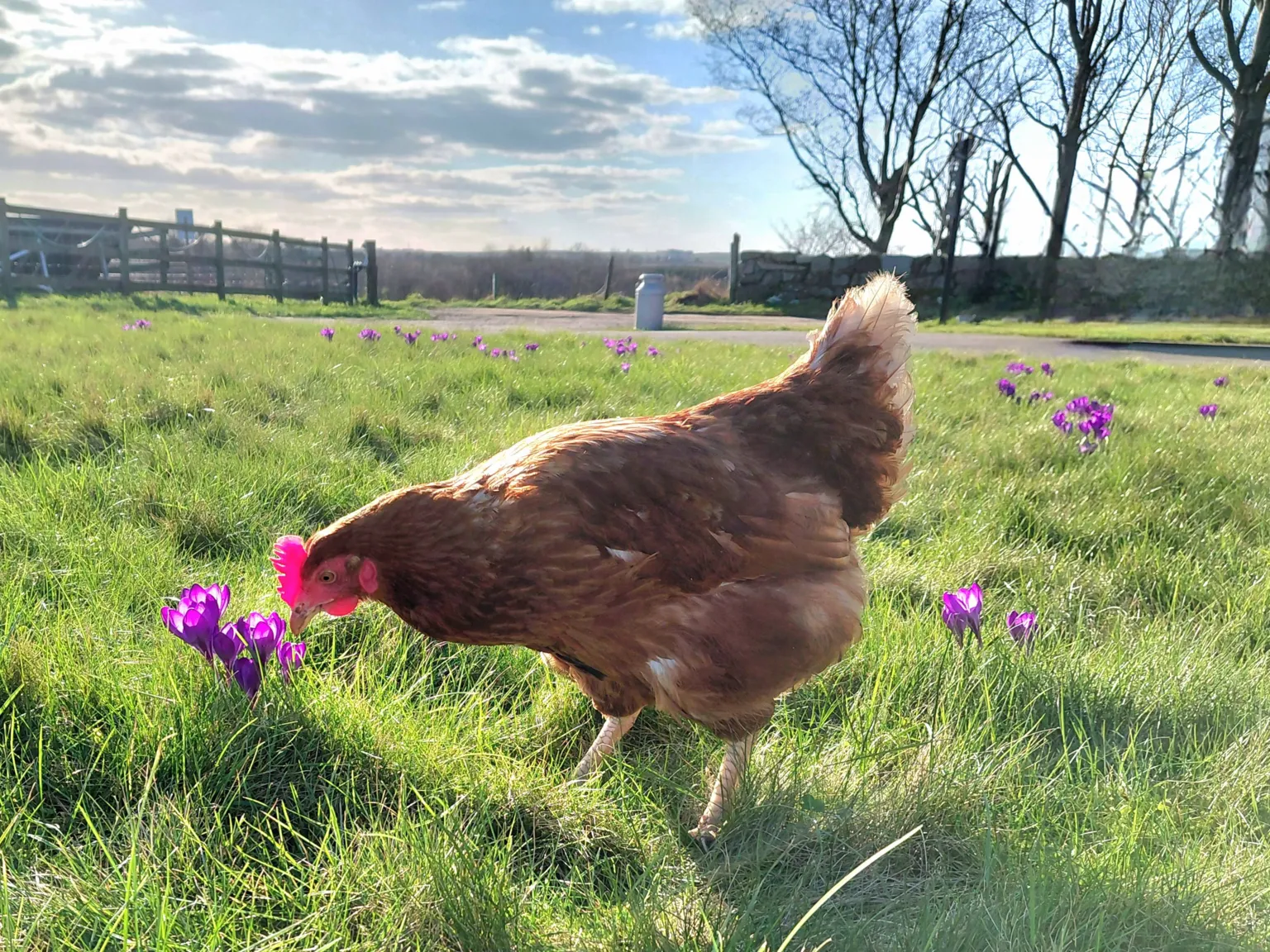 Isla Anderson A brown hen walking through a grassy field dotted with purple crocus flowers. A fence and trees stand in the background beneath a partly cloudy sky.