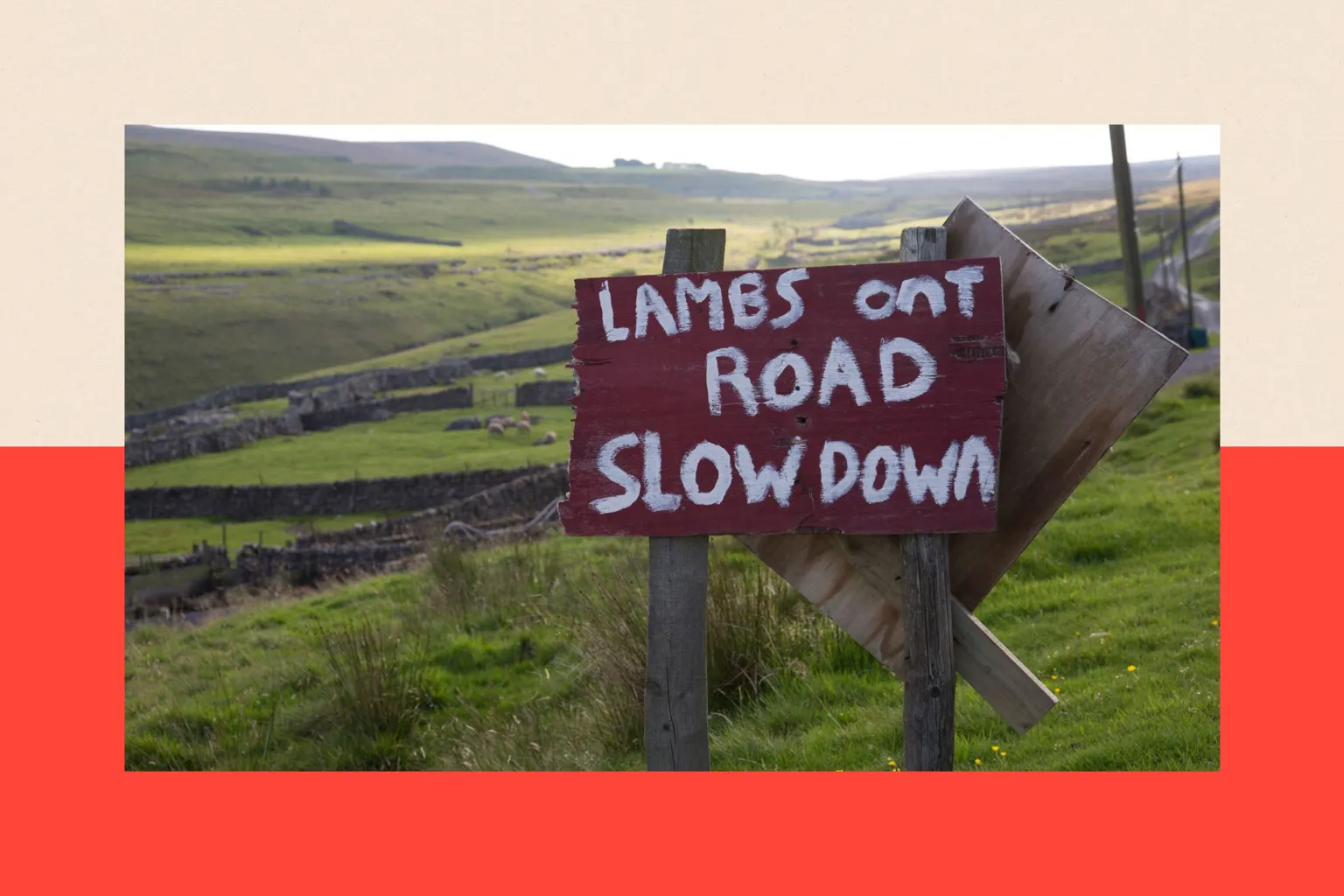 Corbis via A sign which says 'LAMBS ONT ROAD SLOW DOWN' in the Yorkshire Dales