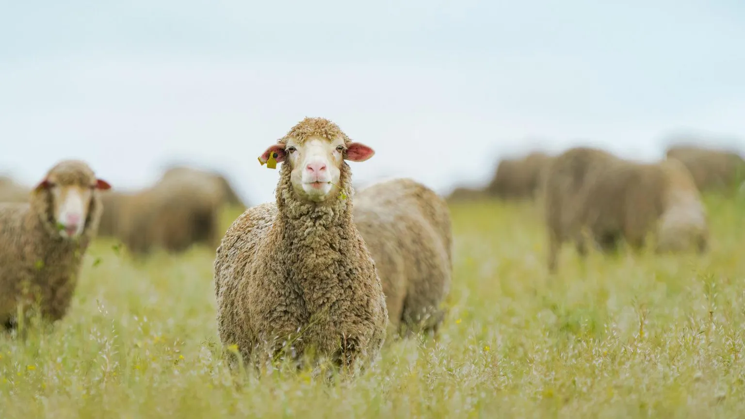  A flock of sheep in a field. There is two sheep looking towards the camera, with one more prominent than the other.