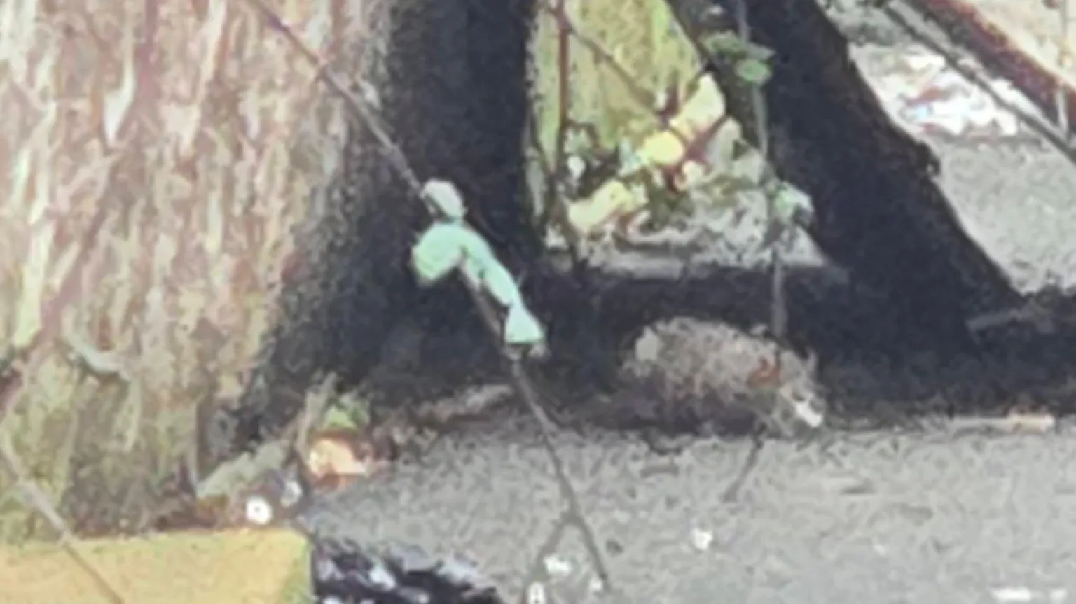 Shane Williams A chunky rat seen on the street 