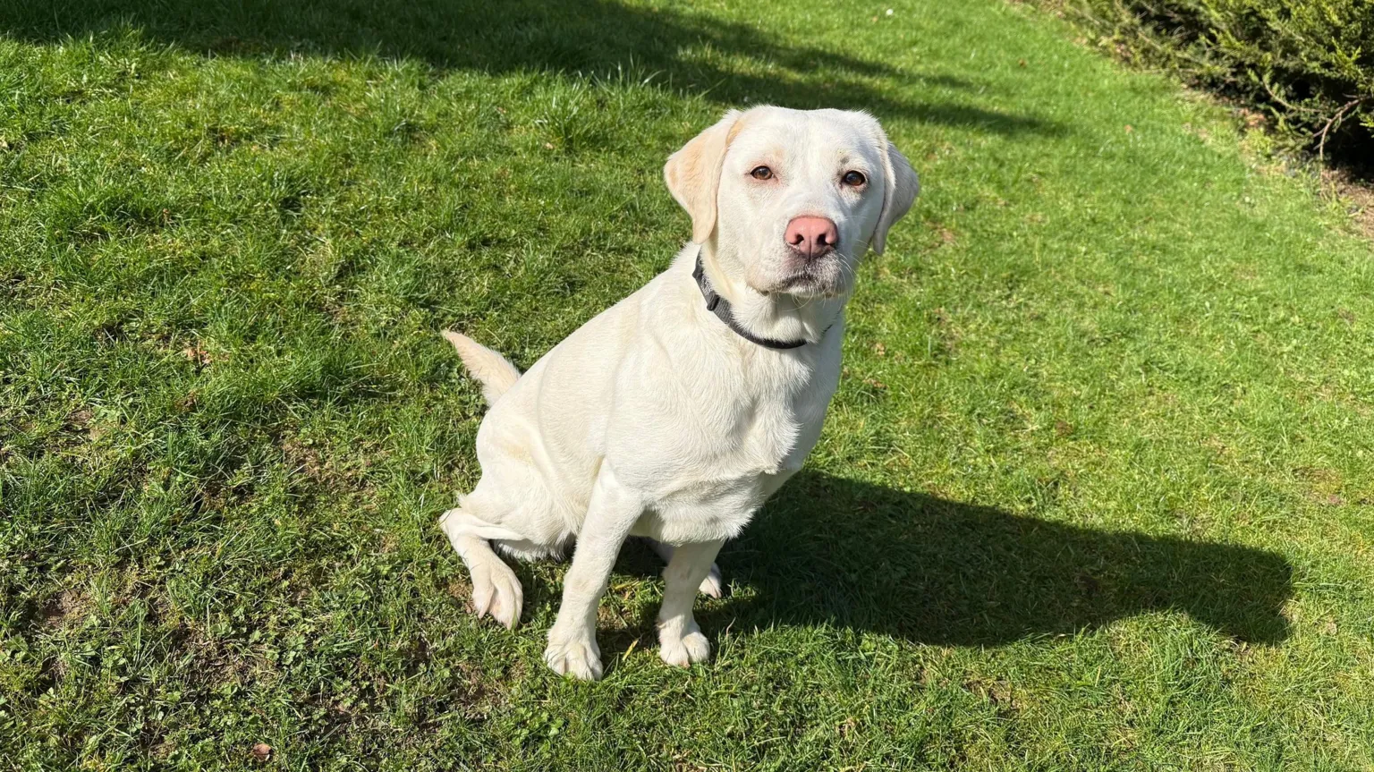 A golden labrador is sitting down in the middle of a grass lawn. It has a black collar around its neck.